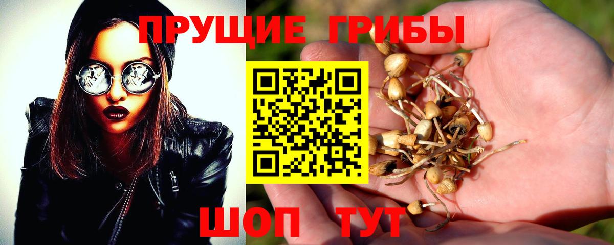 Галлюциногенные грибы Psilocybine cubensis Сунжа